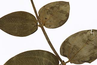 Tibouchina urvilleana