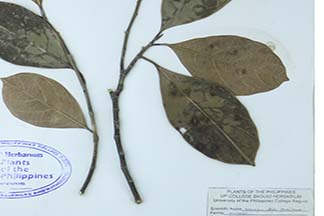 Artocarpus altilis