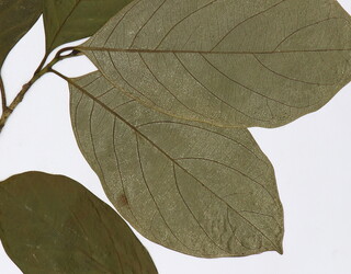 Artocarpus heterophyllus