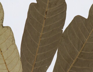 Artocarpus odoratissimus
