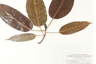 Ficus caulocarpa