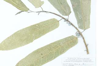 Ficus heterophylla