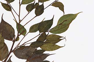Ficus nervosa subsp. pubinervis