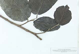 Ficus nota