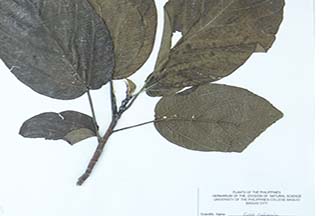 Ficus ruficaulis