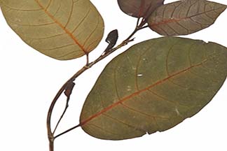 Ficus ruficaulis