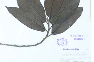 Ficus septica