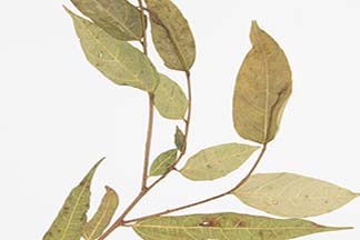 Ficus heterophylla
