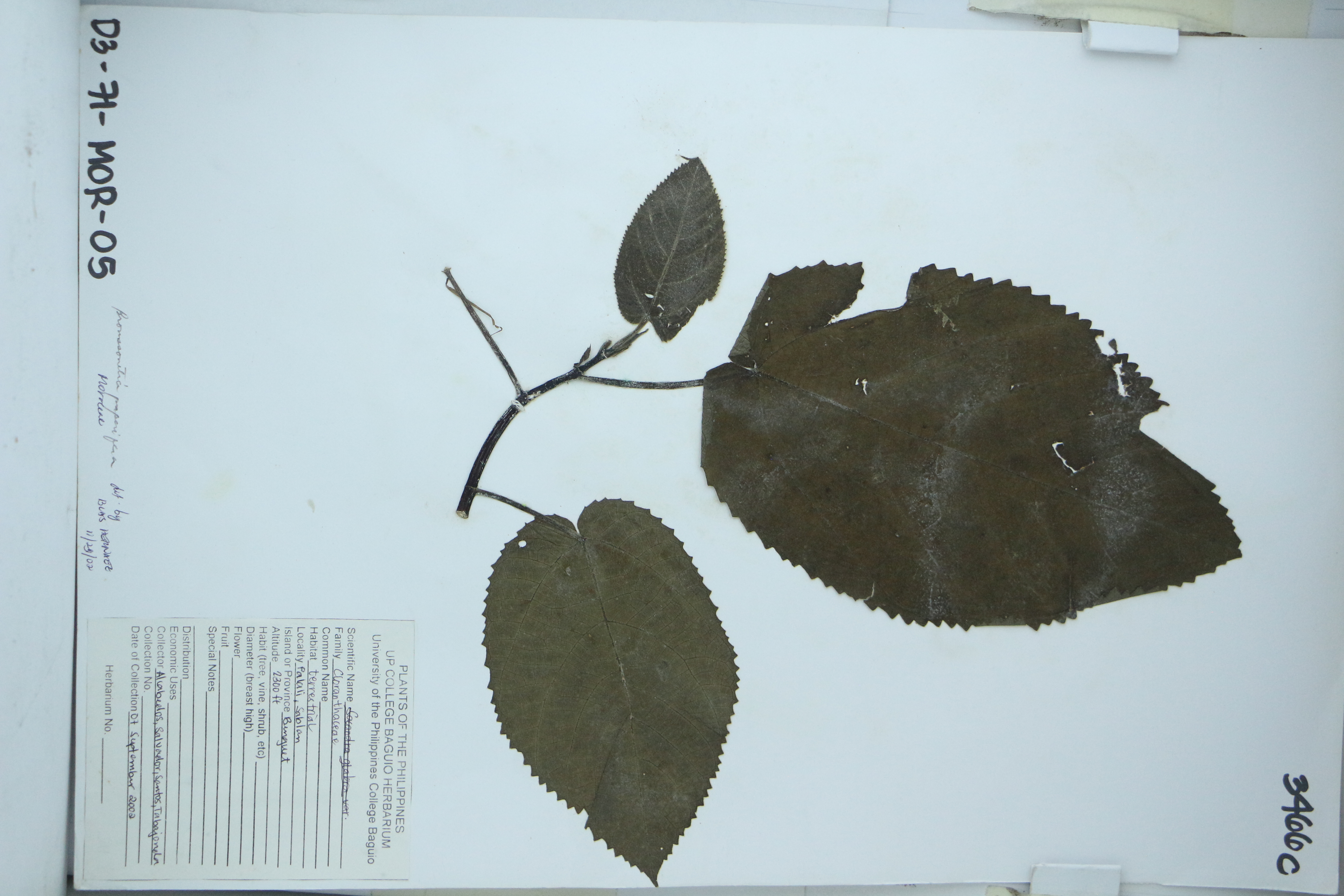 Broussonetia papyrifera