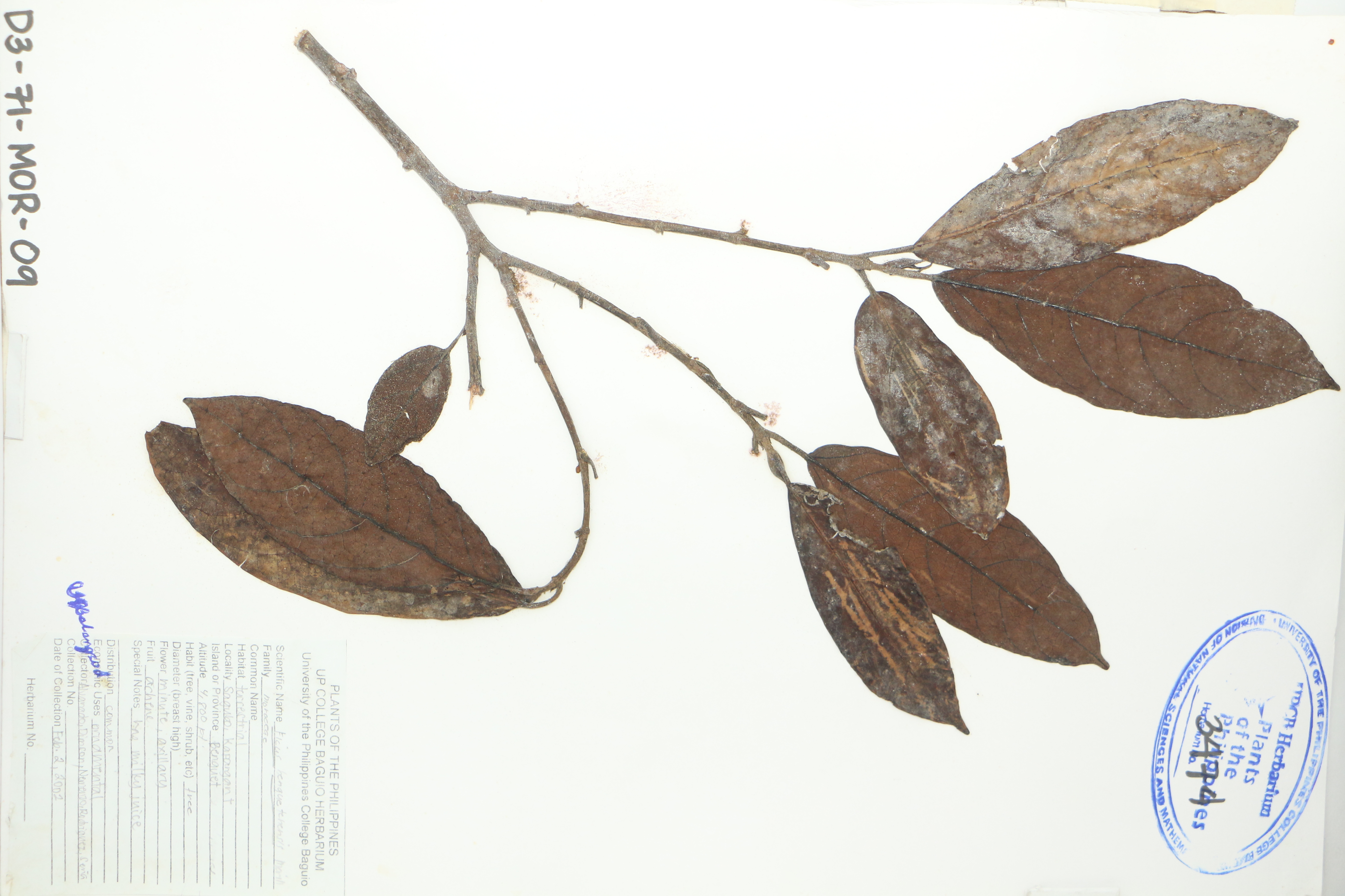 Ficus benguetensis