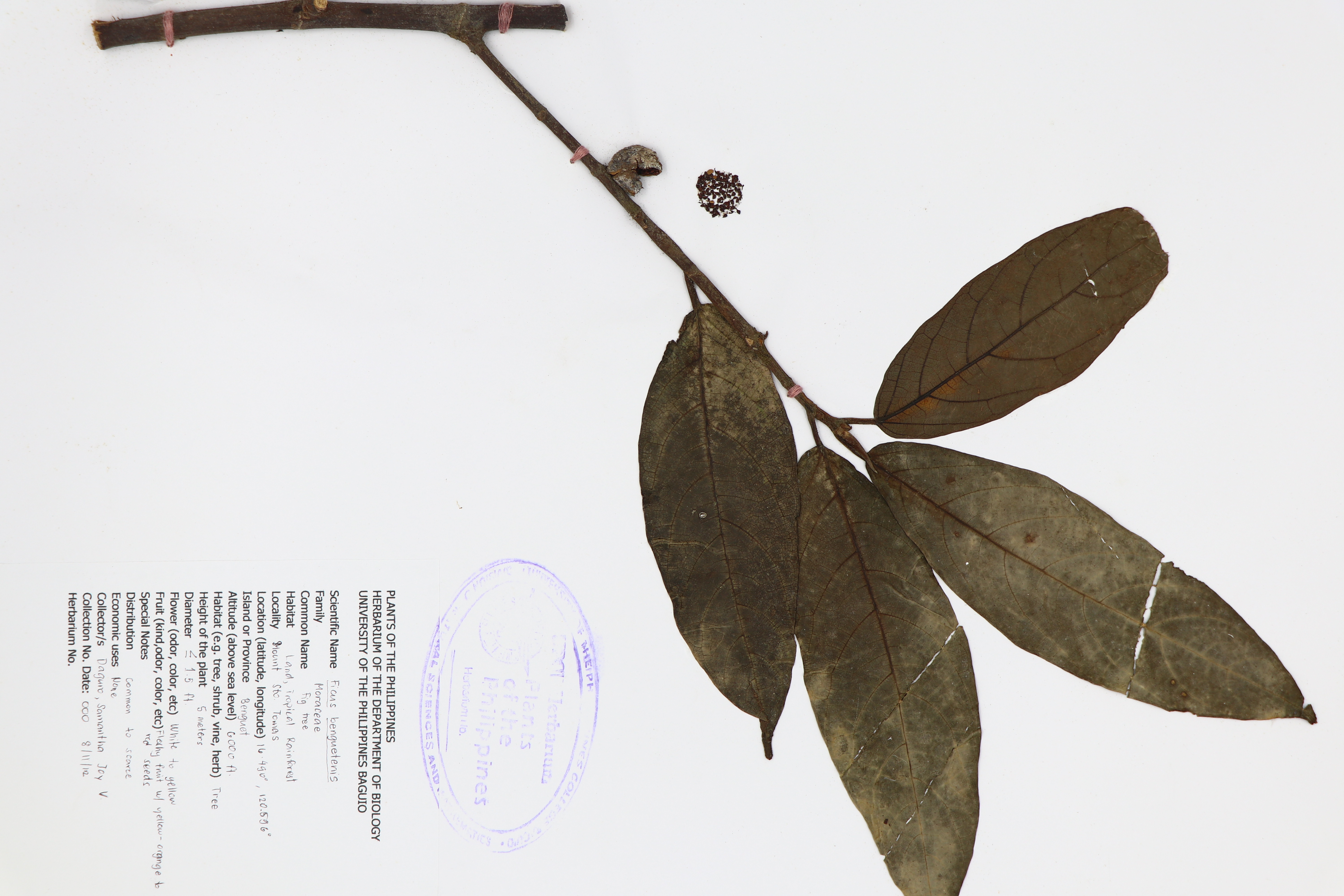 Ficus benguetensis