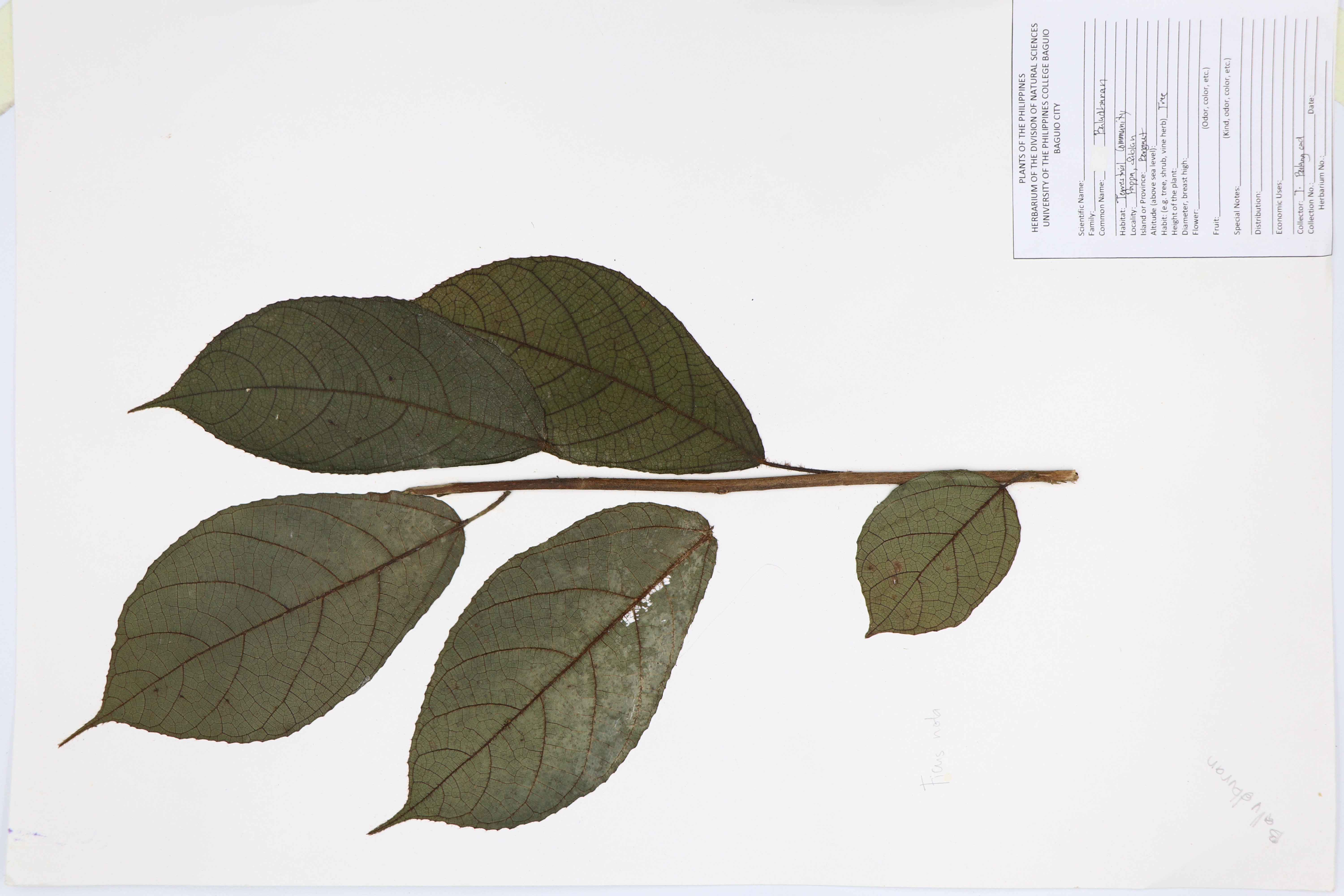 Ficus nota