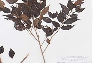 Decaspermum fruticosum