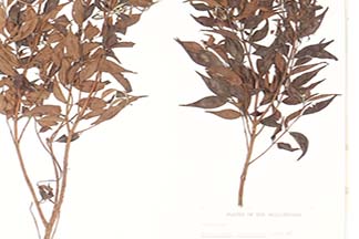 Decaspermum fruticosum