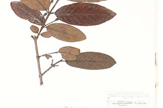 Psidium guajava