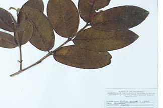 Psidium guajava