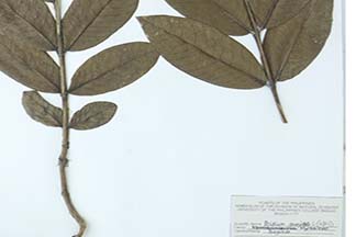 Psidium guajava