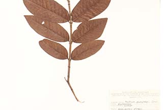 Psidium guajava