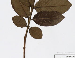 Psidium guajava