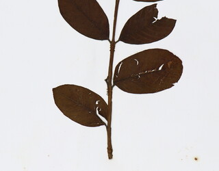 Psidium guajava