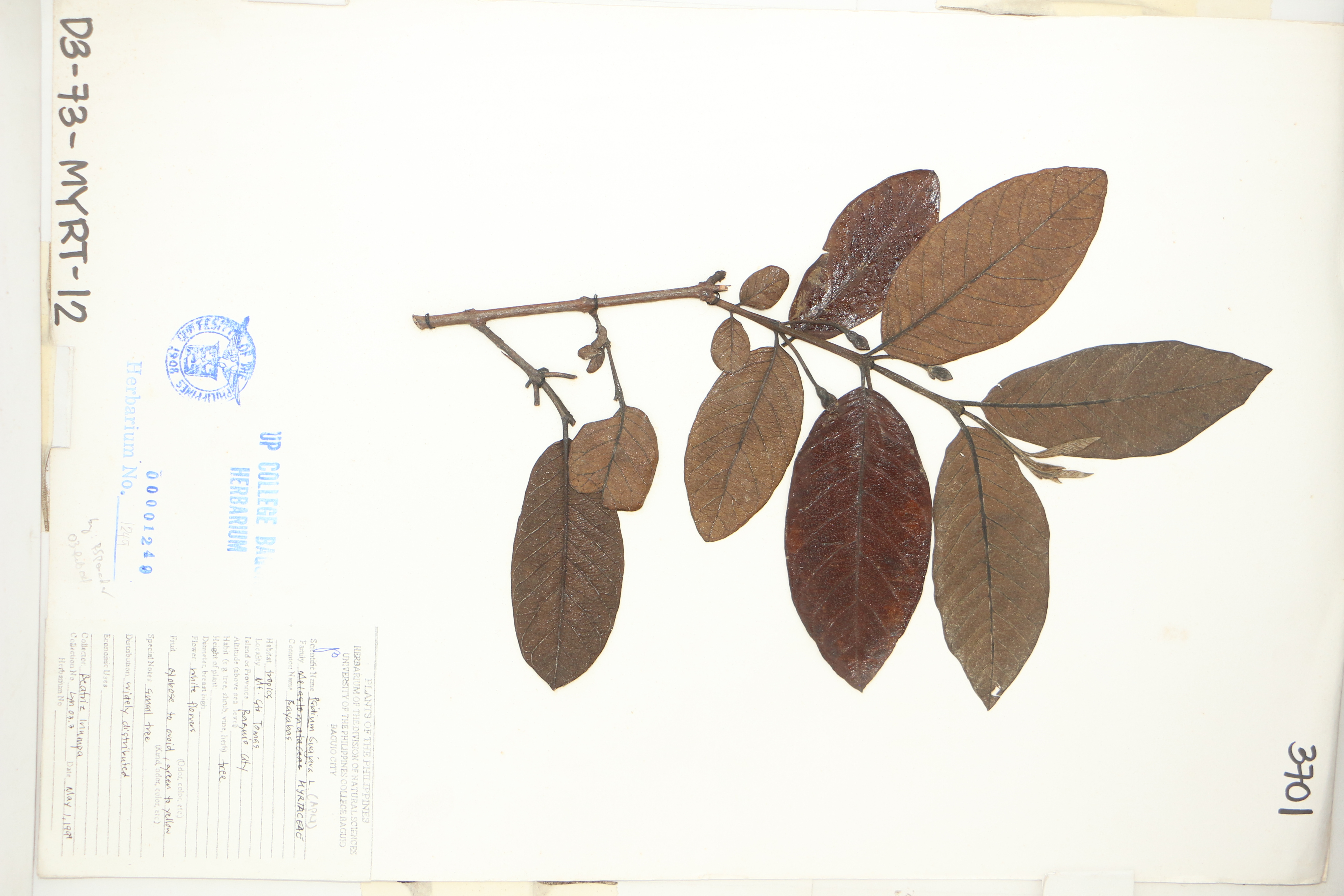 Psidium guajava