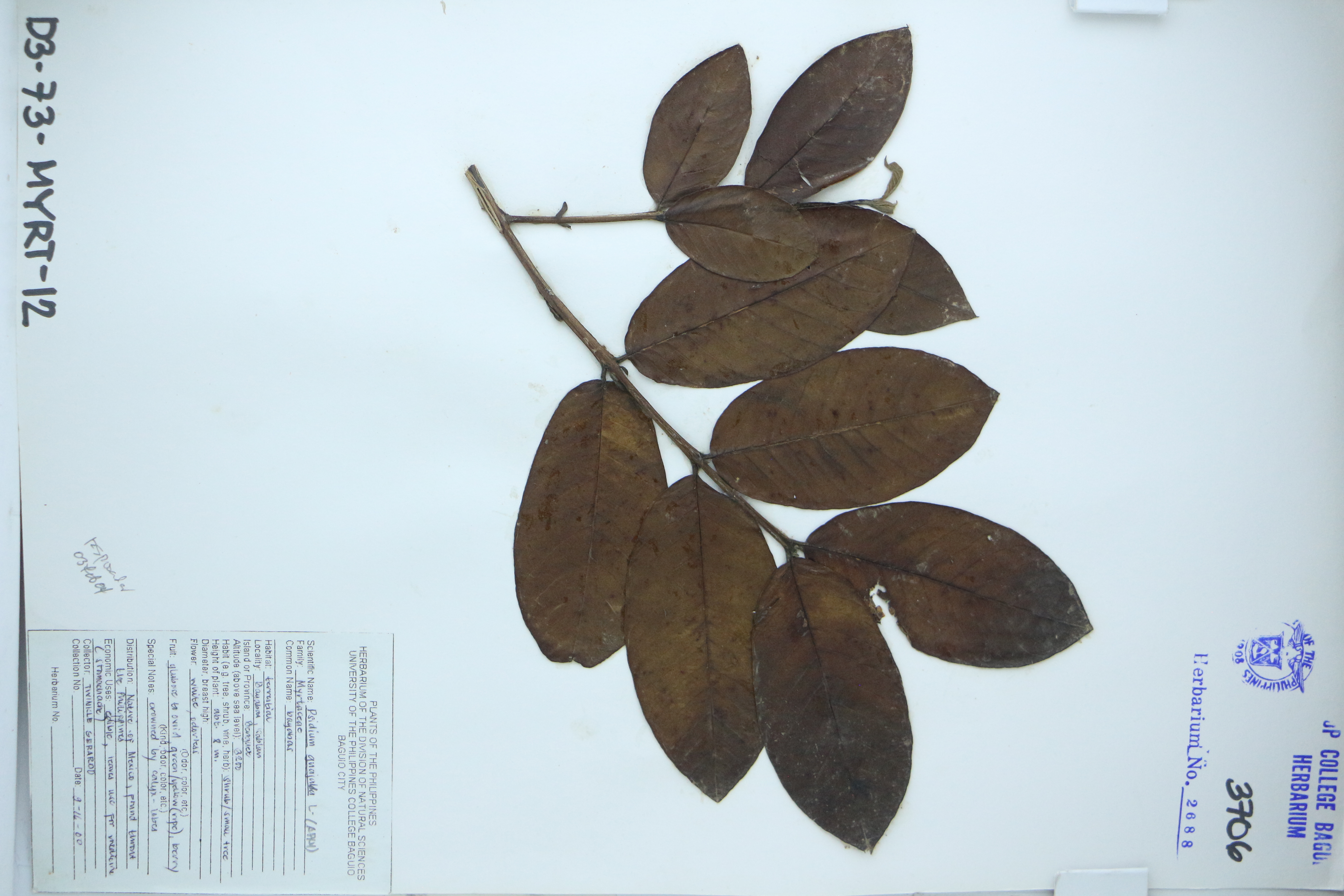 Psidium guajava