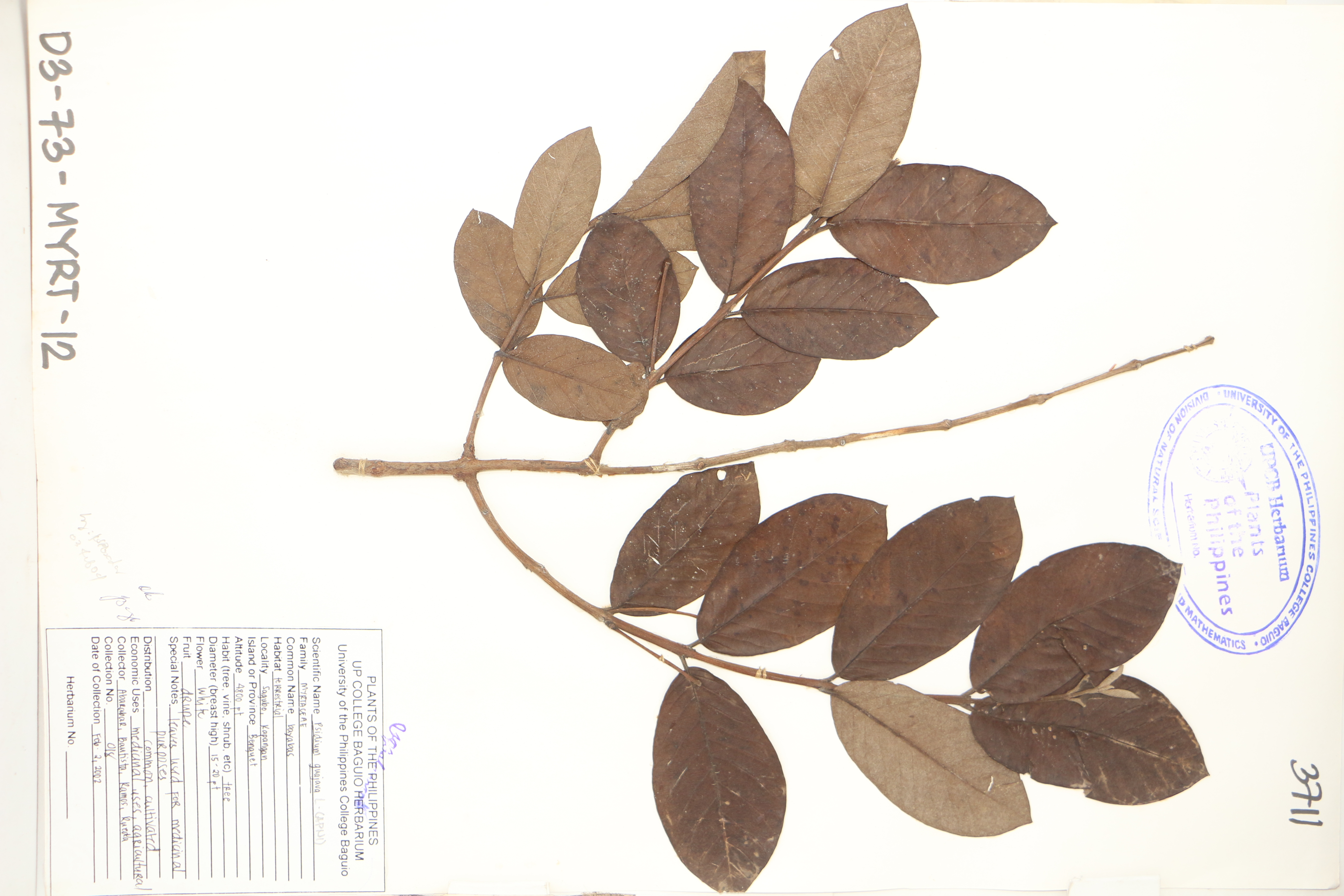 Psidium guajava