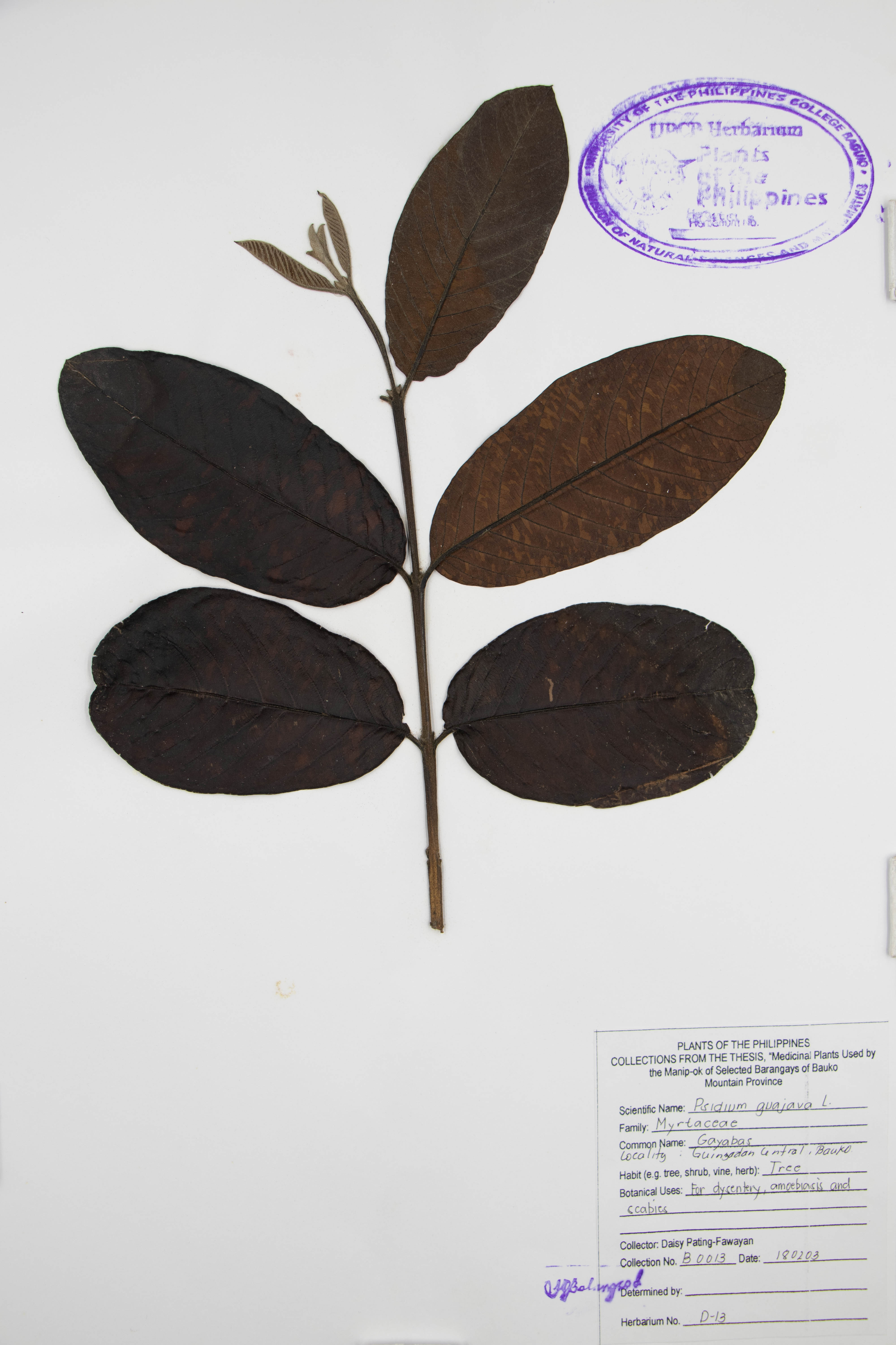 Psidium guajava