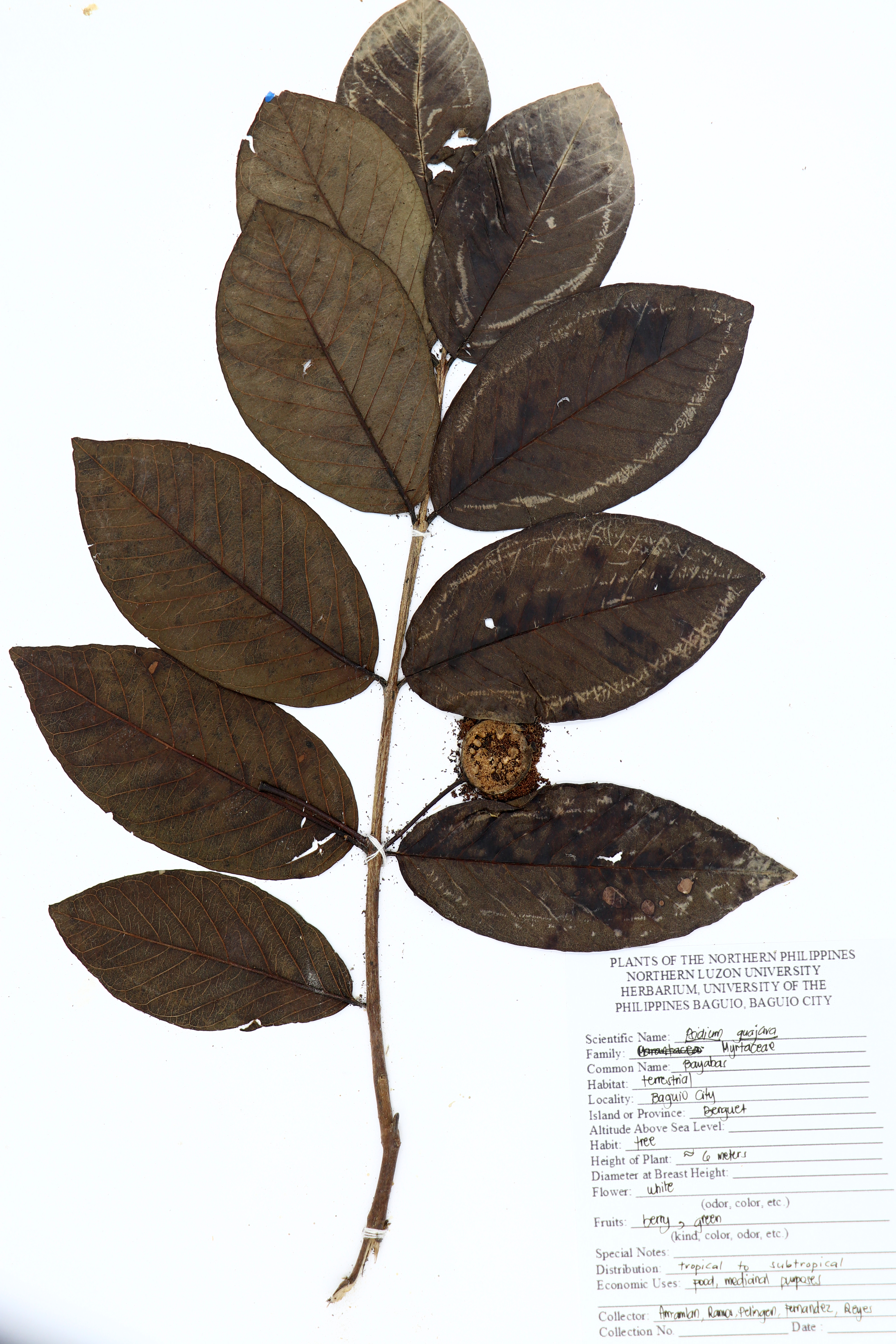 Psidium guajava