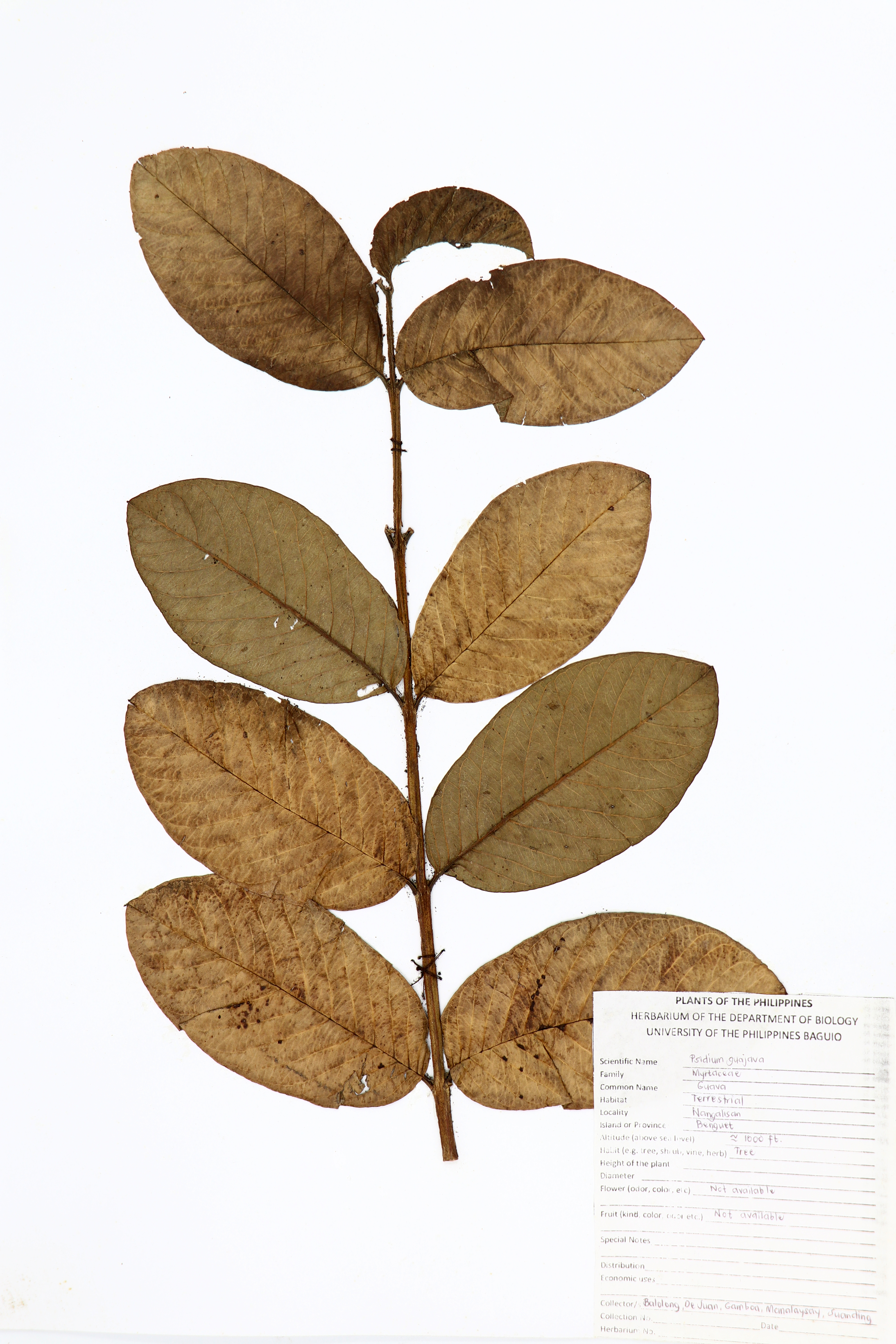 Psidium guajava