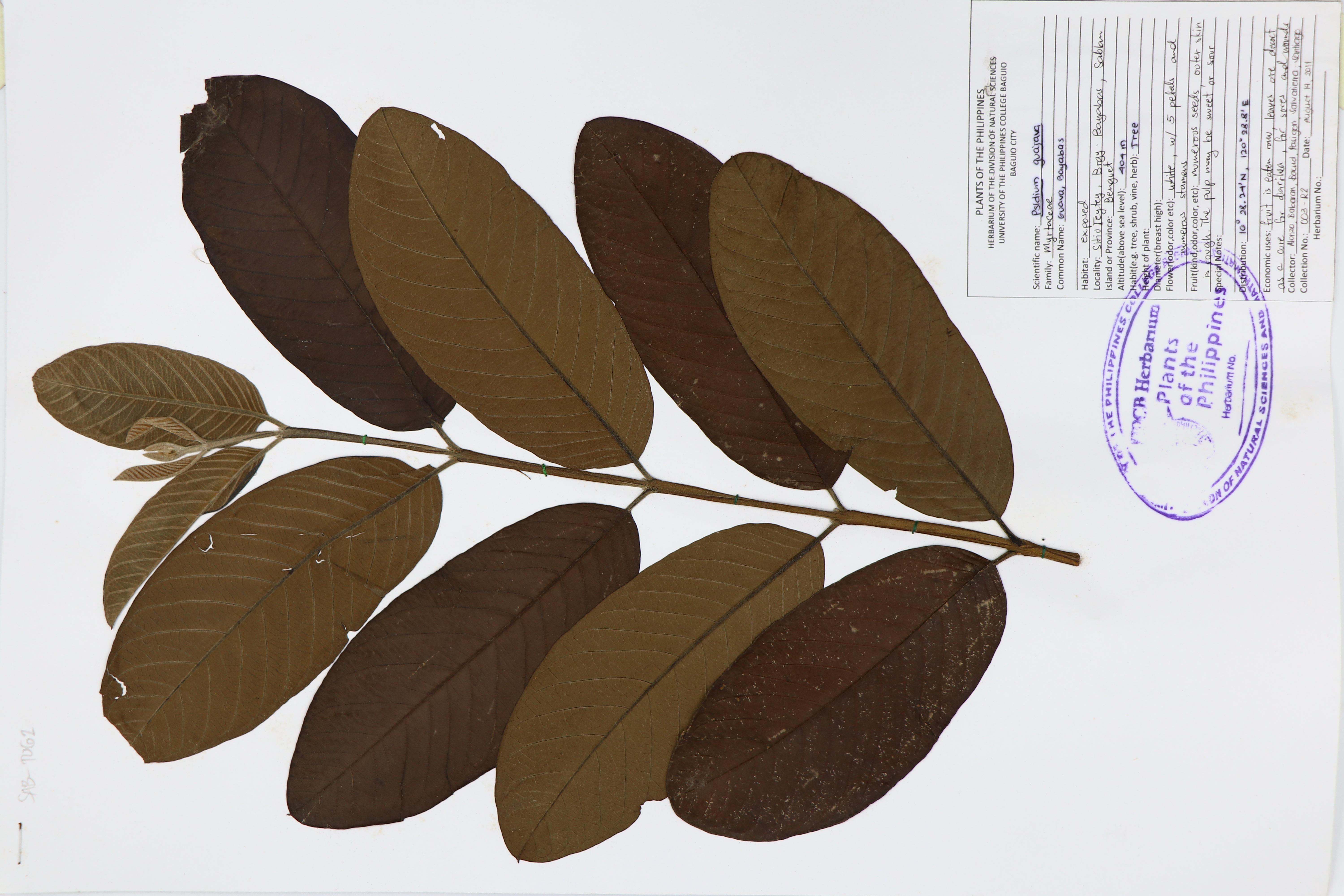 Psidium guajava