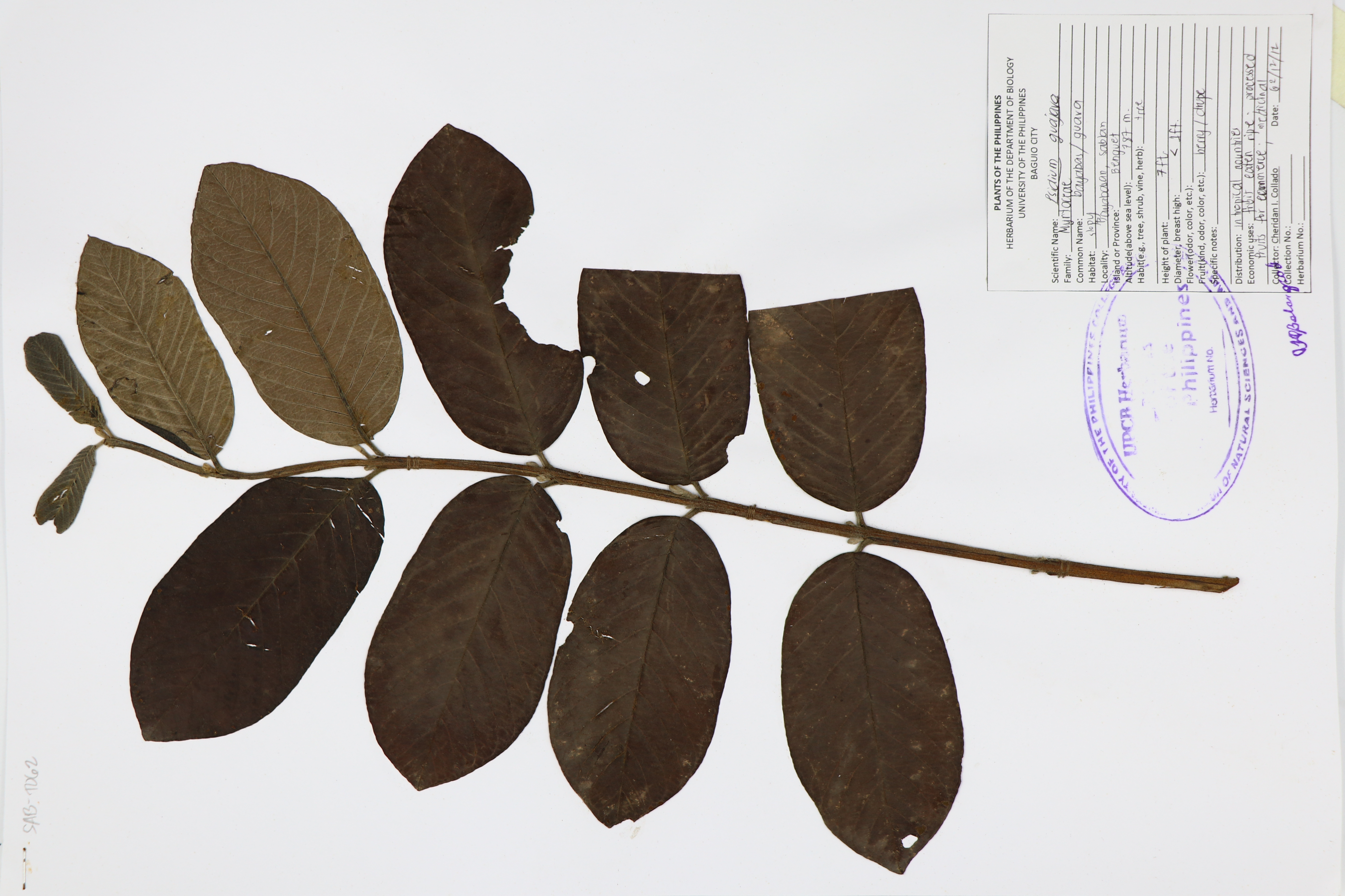 Psidium guajava