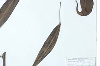 Nepenthes alata
