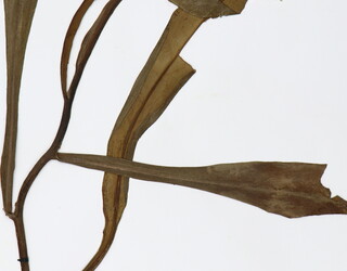 Nepenthes alata