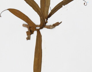 Nepenthes ventricosa