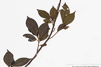 Strombosia philippinensis