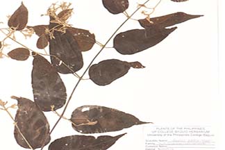 Jasminum simplicifolium subsp. australiense