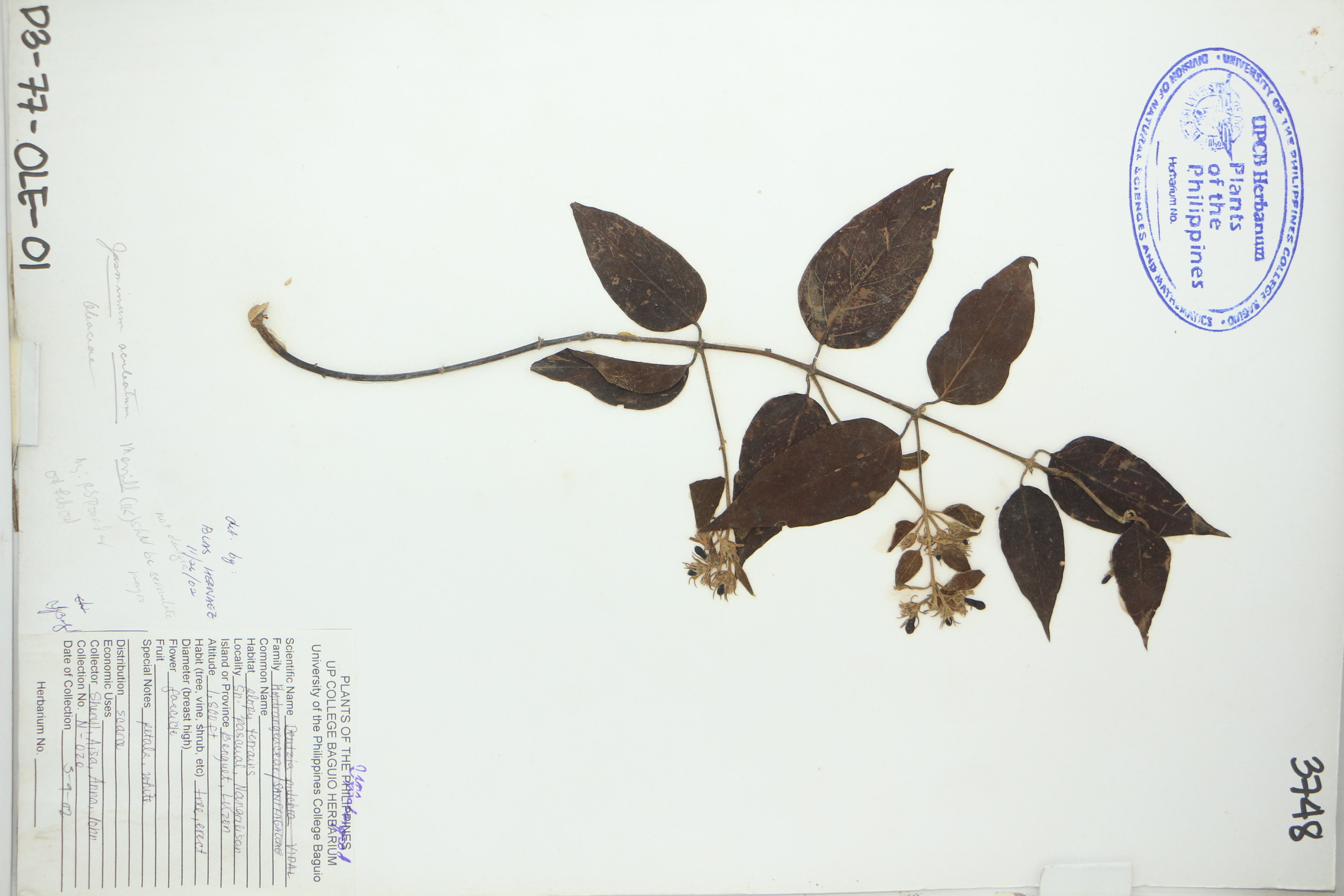 Jasminum simplicifolium subsp. australiense