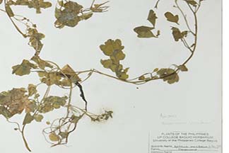 Epilobium brevifolium