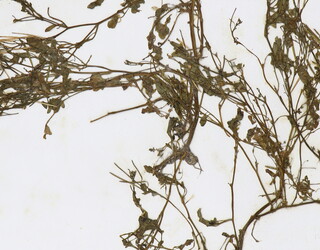 Epilobium brevifolium