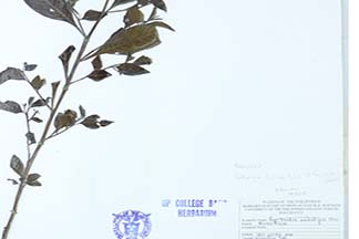 Ludwigia hyssopifolia