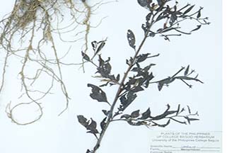Ludwigia hyssopifolia