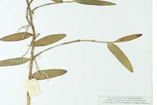 Dendrobium crumenatum