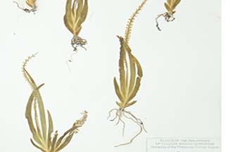 Oberonia angustifolia