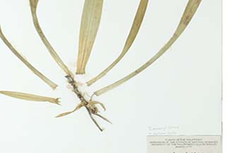 Pandanus amaryllifolius