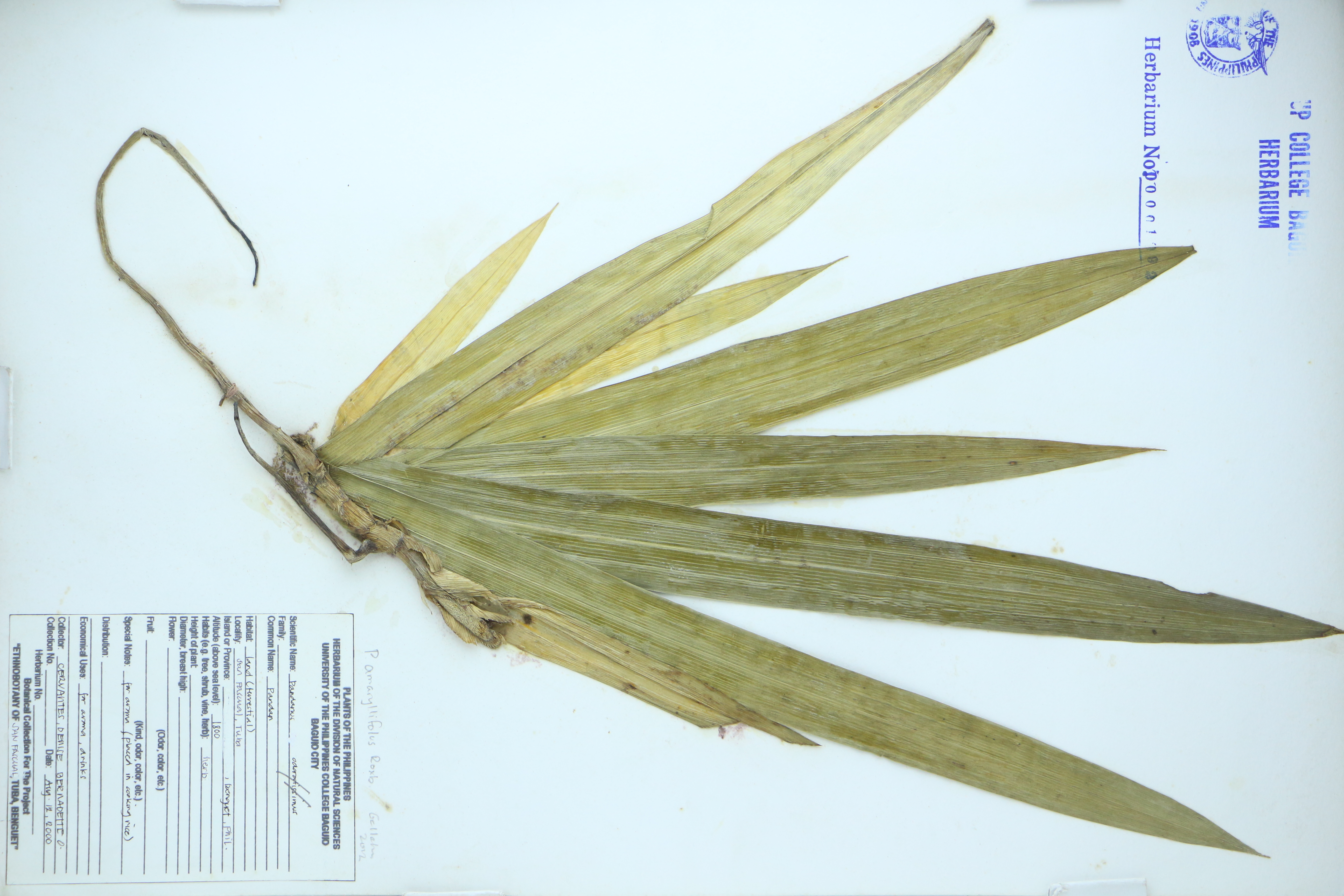 Pandanus amaryllifolius