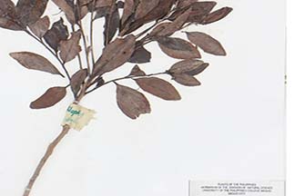 Cleyera japonica var. montana
