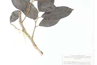 Antidesma montanum