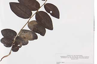 Cleistanthus brideliifolius