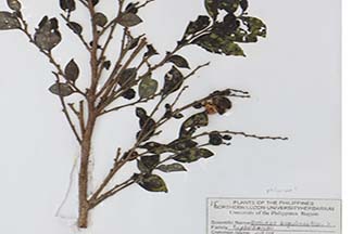 Glochidion philippicum
